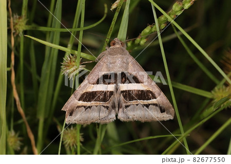 生き物　昆虫　ナカグロクチバ、幾何学模様が美しい。南方系の様ですが千葉県産。草むらに複数頭いました 82677550