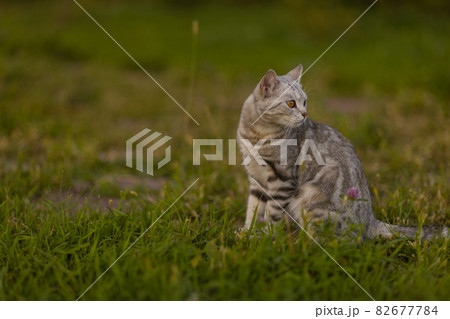 gray domestic cat walking on green grass. gray domestic cat walking on green grass. 82677784