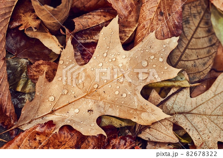 Autumn leaf on ground with raindrops Autumn leaf on ground with raindrops 82678322