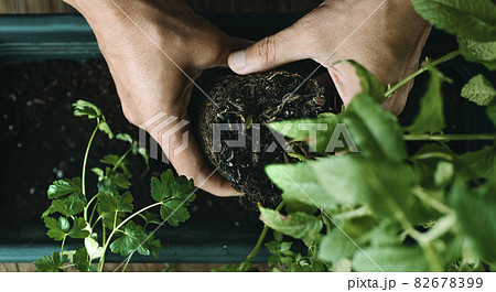 man is replanting a mint plant, web banner 82678399