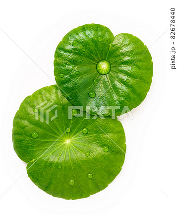 Close up centella asiatica leaves with rain drop in petri dish isolated on white background top view. 82678440