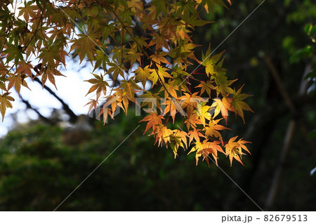 夏から秋へ 紅葉の始まり 夏から秋へ 紅葉の始まり 82679513