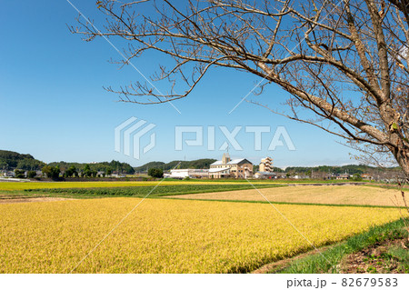 兵庫県三田市、刈取り直前に黄金色に実った水田風景 82679583