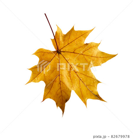 Autumn maple leaf isolated on white background Autumn maple leaf isolated on white background 82679978