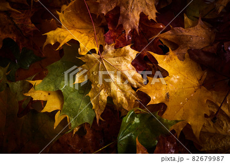 Colorful Autumn leaves with rain drops on them. Colorful Autumn leaves with rain drops on them. 82679987