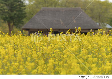 昔の懐かしい風景 茅葺き屋根と花 昔の懐かしい風景 茅葺き屋根と花 82680349