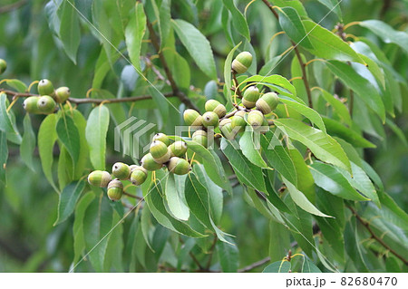 実をつけた白樫（シラカシ）の木 82680470