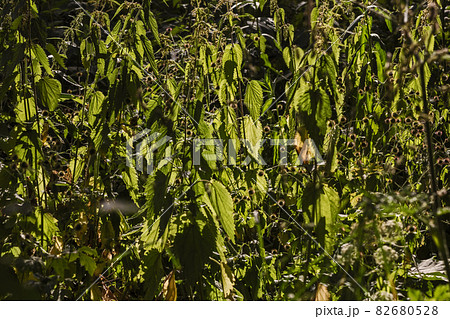 Nettle leaves on hot day in sun Nettle leaves on hot day in sun 82680528