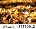 秋の公園は落ち葉の絨毯 82680912