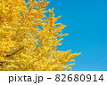 秋の空にイチョウが彩る 82680914