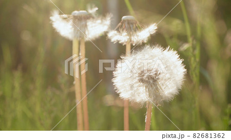 Image of dandelion on sunlight in the summer Image of dandelion on sunlight in the summer 82681362