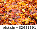 秋の公園は落ち葉の絨毯 82681391