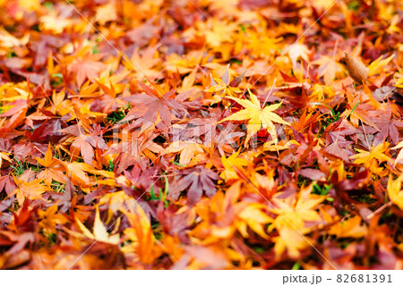 秋の公園は落ち葉の絨毯 82681391