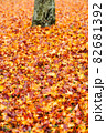 秋の公園は落ち葉の絨毯 82681392