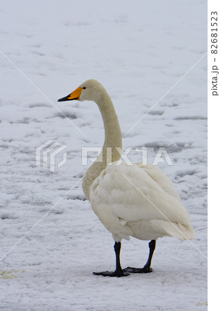 雪上のオオハクチョウ 雪上のオオハクチョウ 82681523