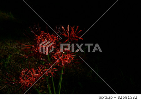 早朝のヒガンバナ（彼岸花） 82681532