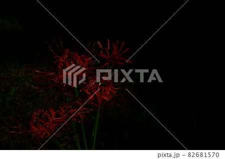 日陰に咲くヒガンバナ(彼岸花) 日陰に咲くヒガンバナ(彼岸花) 82681570