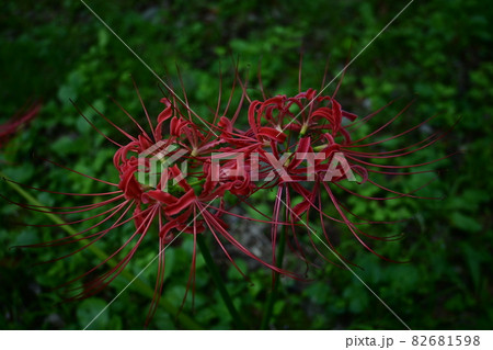 日陰に咲くヒガンバナ(彼岸花) 日陰に咲くヒガンバナ(彼岸花) 82681598