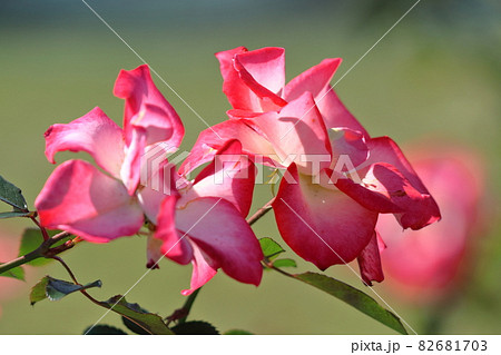 花の女王 花の女王 82681703