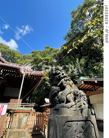 出世の神社 東京渋谷・代々木八幡宮の秋 出世の神社 東京渋谷・代々木八幡宮の秋 82683397