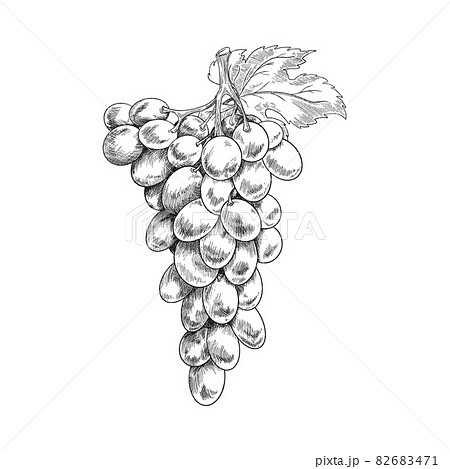 13397 Grape Bunch Drawing Images Stock Photos  Vectors  Shutterstock