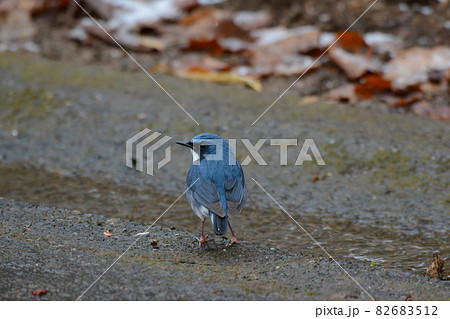 路上のコルリ 82683512