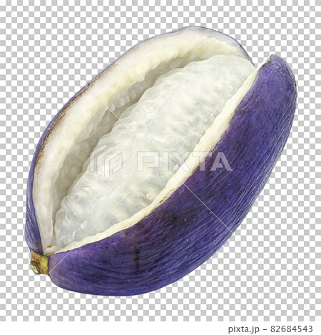 Akebi Akebi Illustration Real Single - Stock Illustration