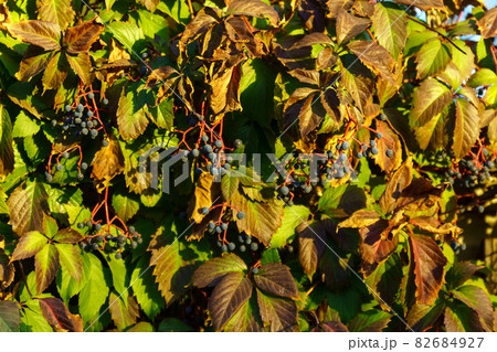 Green leaves of the maiden five-leafed grape Parthenocissus kinguefolia close up on a sunny day. 82684927