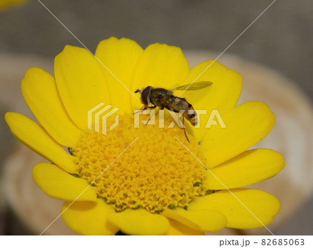 雛菊と雌の蝦夷小扁虻　フタホシヒラタアブ　 Daisies and Eupeodes 82685063