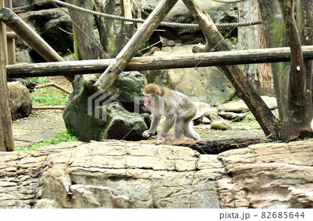 ニホンザル  82685644