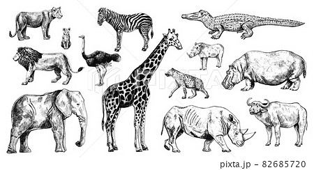 Set african animals isolated on white background. Collection giraffe, elephant, rhinoceros, hippo, buffalo. 82685720