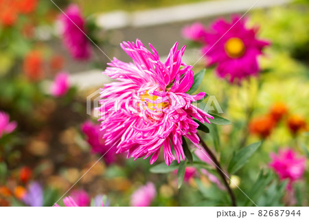 Pink aster flower in drops of rain among green leaves Pink aster flower in drops of rain among green leaves 82687944