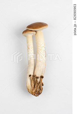 Mushrooms isolated on white background. Honey mushrooms close-up on a white background. Mushrooms isolated on white background. Honey mushrooms close-up on a white background. 82690963