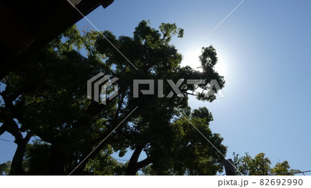 太陽を背に緑が生える境内の大木 【石切神社】 太陽を背に緑が生える境内の大木 【石切神社】 82692990