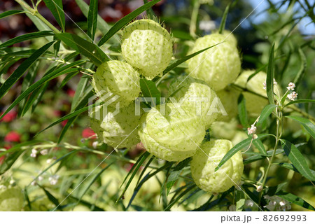 フウセントウワタ 82692993