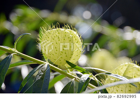 フウセントウワタ フウセントウワタ 82692995