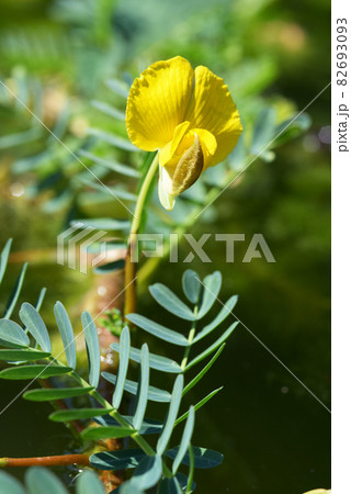 オオバミズオジギソウ 82693093