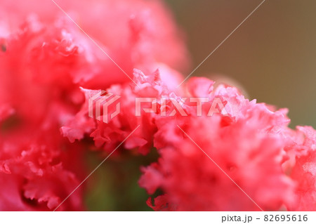 近隣の花のマクロ撮影 近隣の花のマクロ撮影 82695616