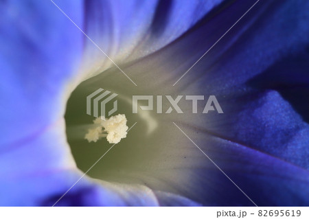 近隣の花のマクロ撮影 近隣の花のマクロ撮影 82695619