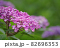 紫陽花の花 82696353