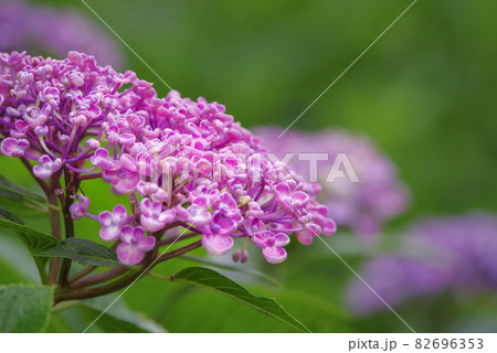 紫陽花の花 紫陽花の花 82696353