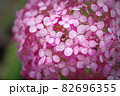 紫陽花の花 82696355