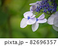 紫陽花の花 82696357