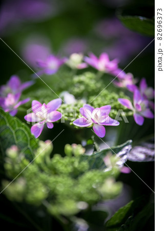 紫陽花の花 紫陽花の花 82696373