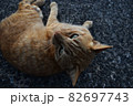 俯瞰視点で眺める猫 82697743