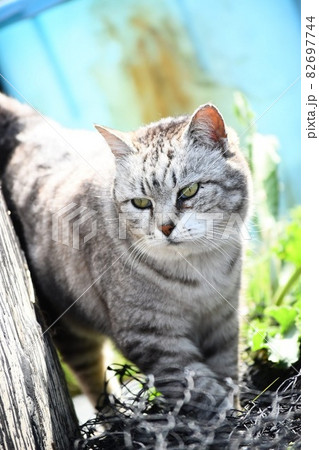 物陰から出てきた猫 82697744