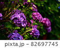 紫陽花 82697745