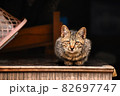 物陰にたたずむ子猫 82697747