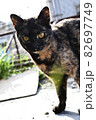 野良猫 82697749