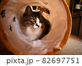 トンネルに入る猫 82697751